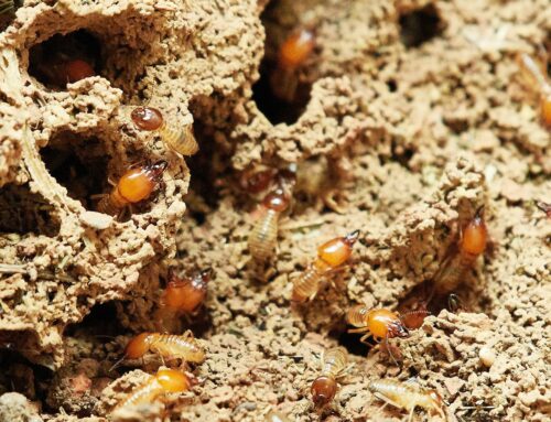 Termite Treatment in PCMC – Why Local Experts Matter