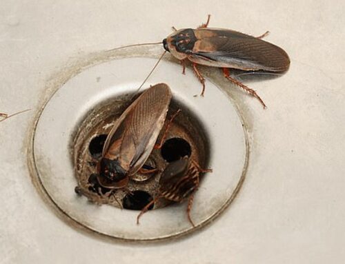 Summer in Pune & PCMC: Cockroaches, Termites, Bed Bugs – All Come Out. Are You Ready?